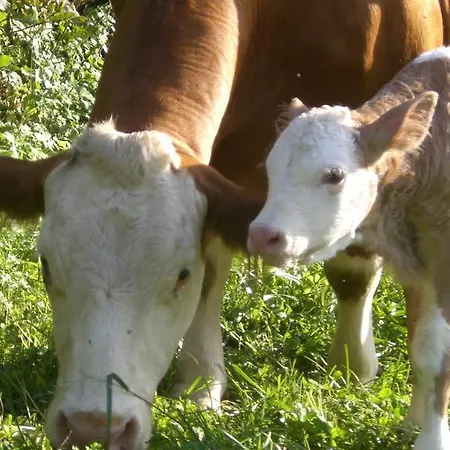 Farm stay Klieber - Urlaub Am Biobauernhof