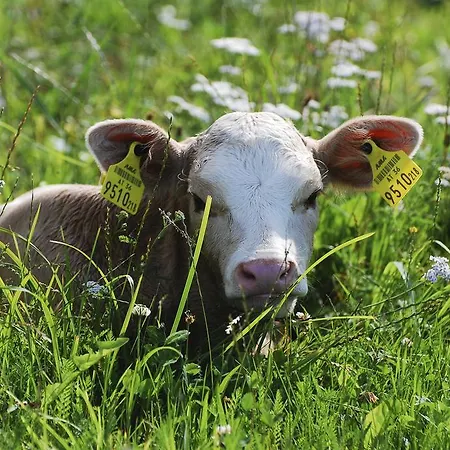 Farm stay Klieber - Urlaub Am Biobauernhof